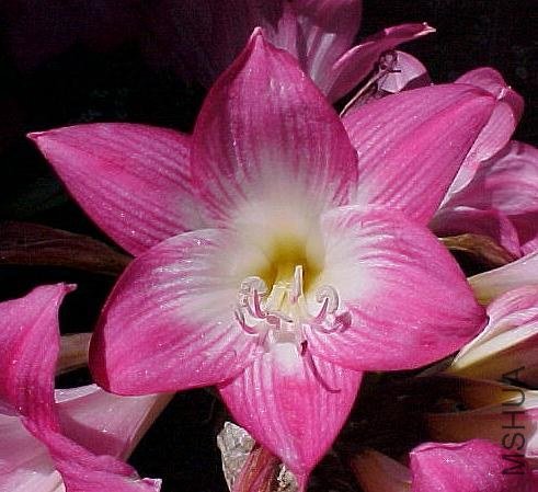 Amaryllis_belladonna_multiflora_pink_PT.jpg