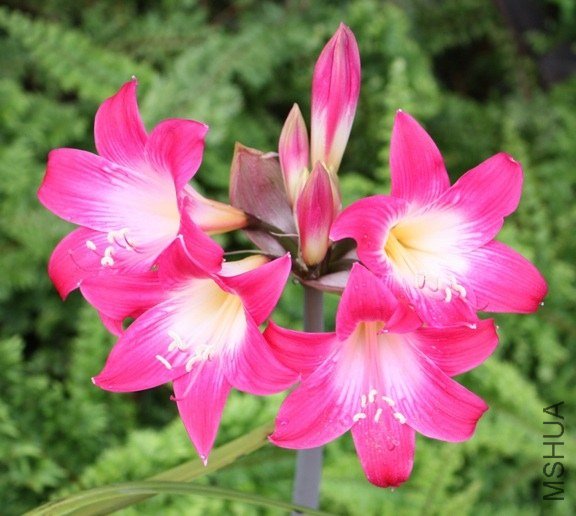 Amaryllis_belladonna_OldWine1_DW.jpg