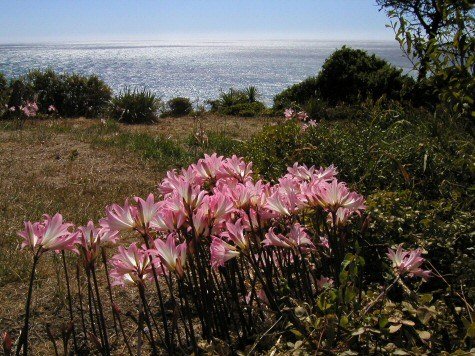 Amaryllis_belladonnaMendocinoCoast.jpg