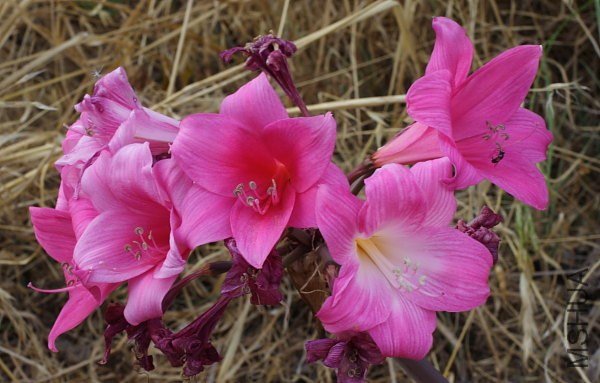 Amaryllis_dark_pink_mm.jpg