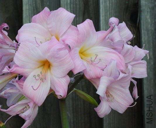 Amaryllis_light_pink_mm.jpg