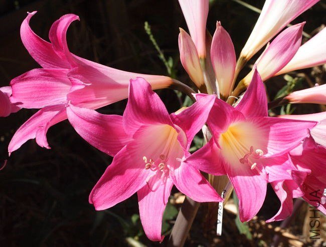 Amaryllis_MBQ-01_mm2.jpg