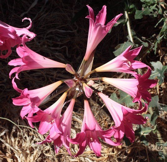 Amaryllis_MBQ-01_mm.jpg
