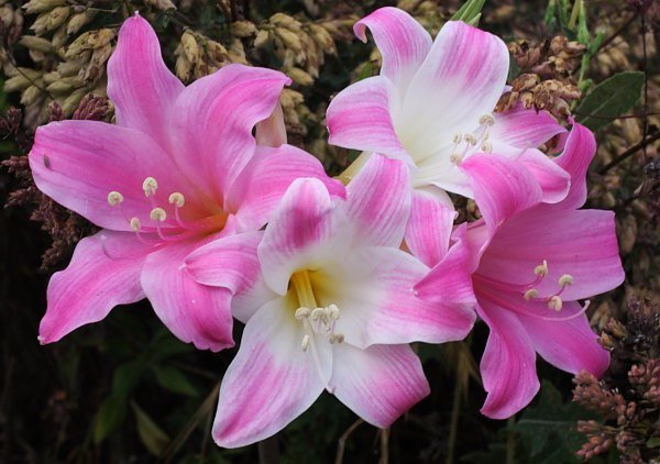 Amaryllis_medium_pink_mm.jpg