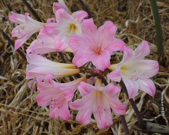 Amaryllis_MLH-10_mm_09.jpg
