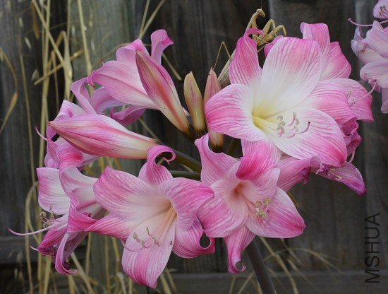 Amaryllis_MLH-11_mm_09.jpg