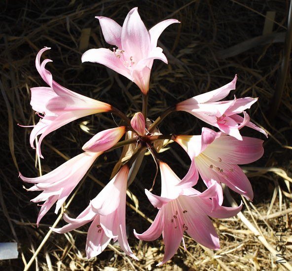 Amaryllis_MLH-12_mm.jpg