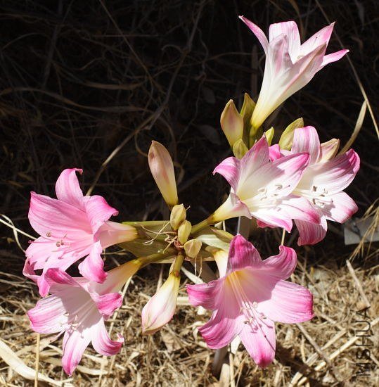 Amaryllis_MLH-14_mm2.jpg