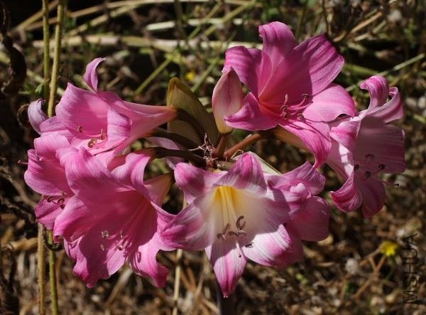 Amaryllis_MLH-14_MM.jpg