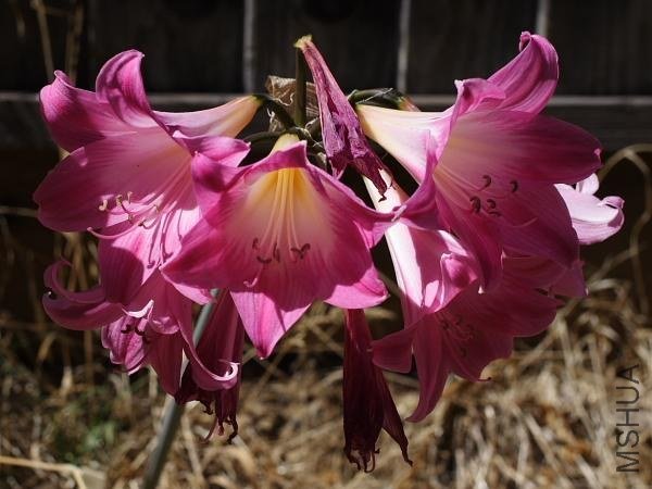 Amaryllis_MLH-17_MM.jpg