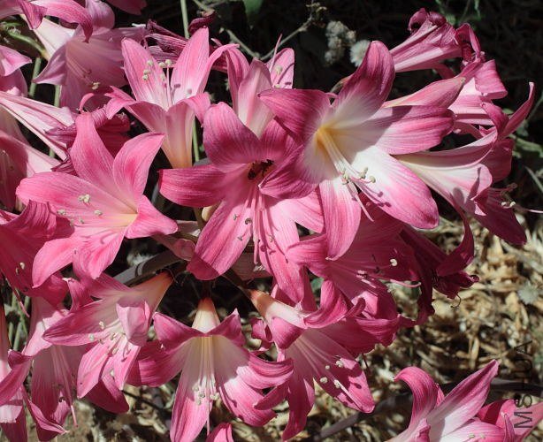 Amaryllis_MLH-18_mm.jpg
