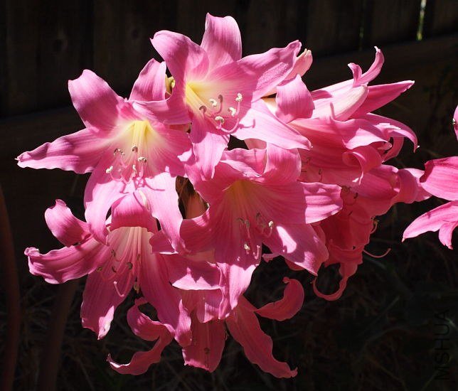 Amaryllis_MLH-19_mm.jpg