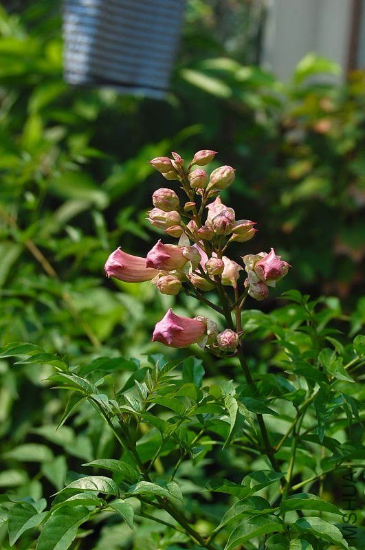 DSC_00840084.JPG