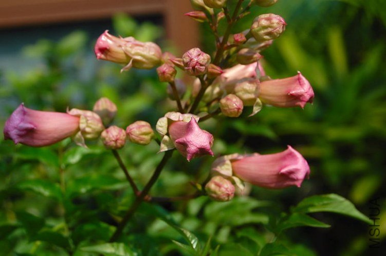 DSC_00790079.JPG