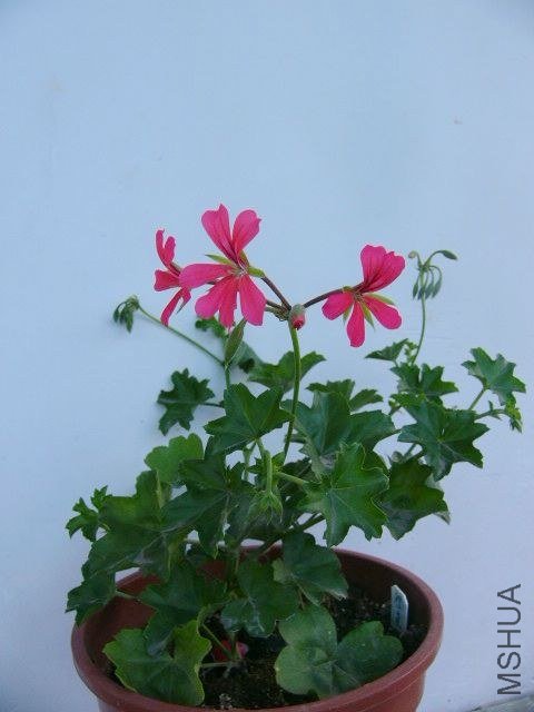 P1100868.JPG
