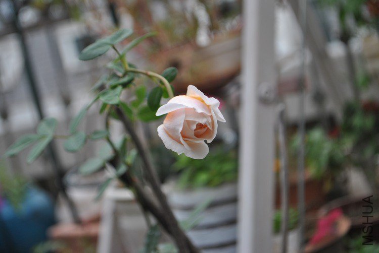 DSC_0216.jpg