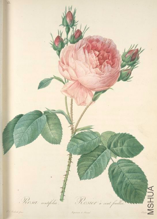 004 Rosa Centifolia.jpg
