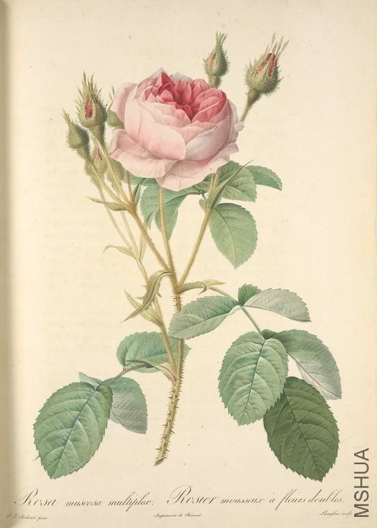 012 Rosa Muscosa Multiplex.jpg