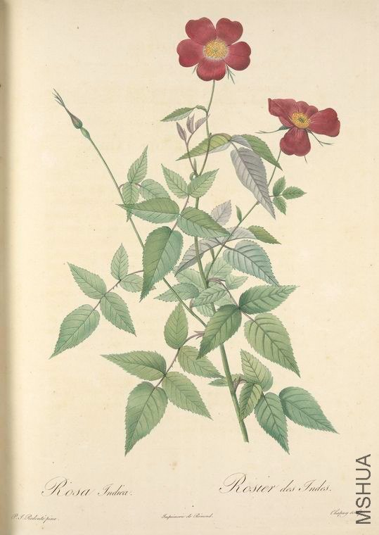 016 Rosa Indica.jpg