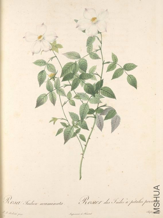 018 Rosa Indica Acuminata.jpg