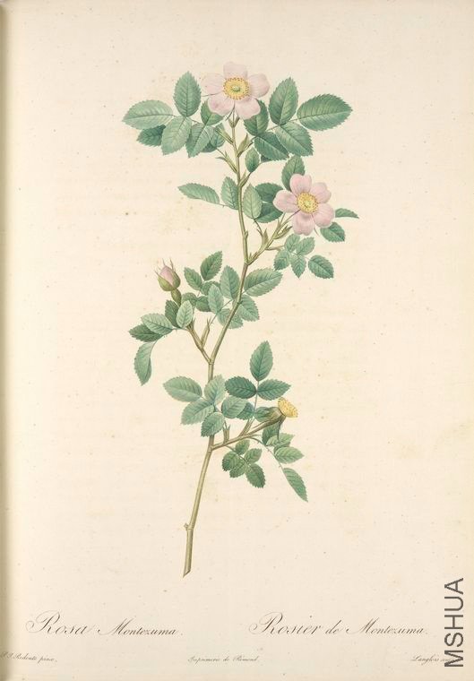 019 Rosa Montezuma.jpg