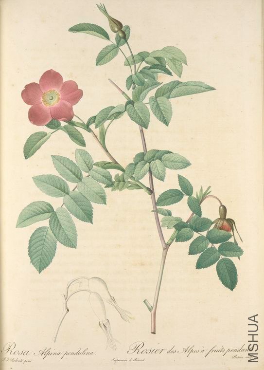 020 Rosa Alpina Pendulina.jpg