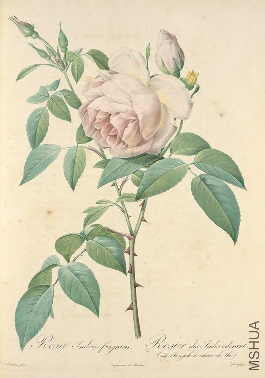 022 Rosa Indica Fragrans.jpg