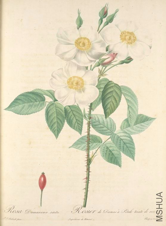 023 Rosa Damascena Subalba.jpg