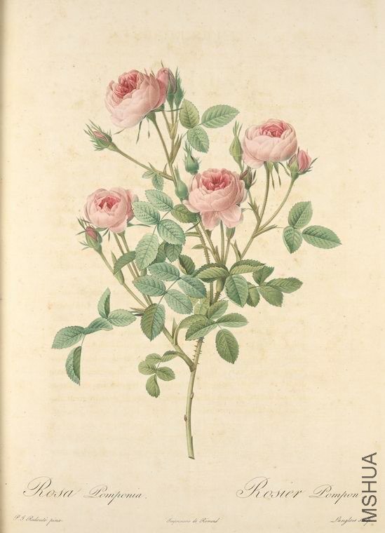024 Rosa Pomponia.jpg