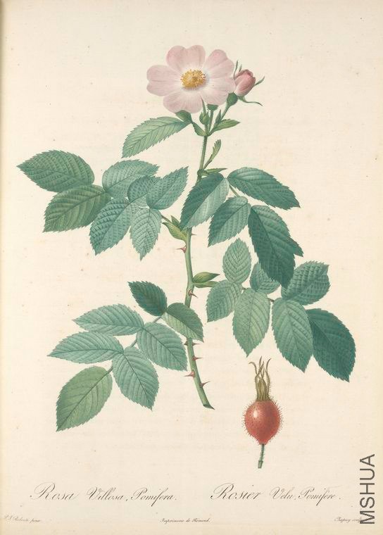 025 Rosa Villosa Pomifera.jpg