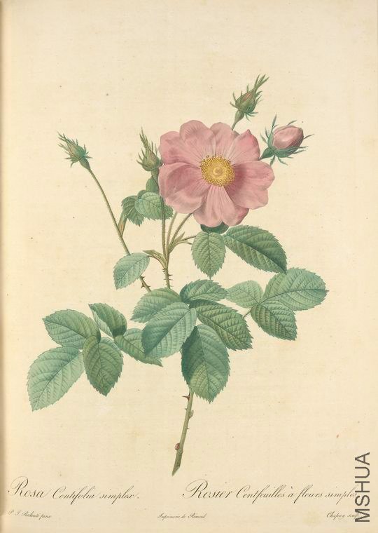 029 Rosa Centifolia Simplex.jpg