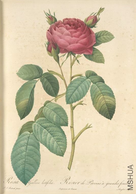 118 Rosa Gallica Latifolia.jpg