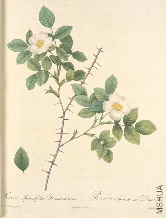 119 Rosa Spinulifolia Dematratiana.jpg
