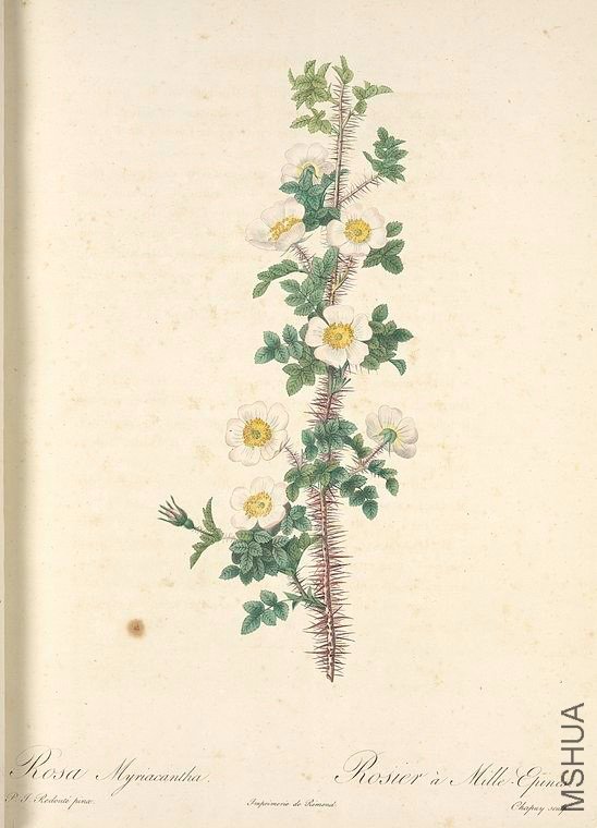 121 Rosa Myriacantha.jpg