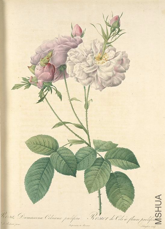 122 Rosa Damascena Celsiana Prolifera.jpg