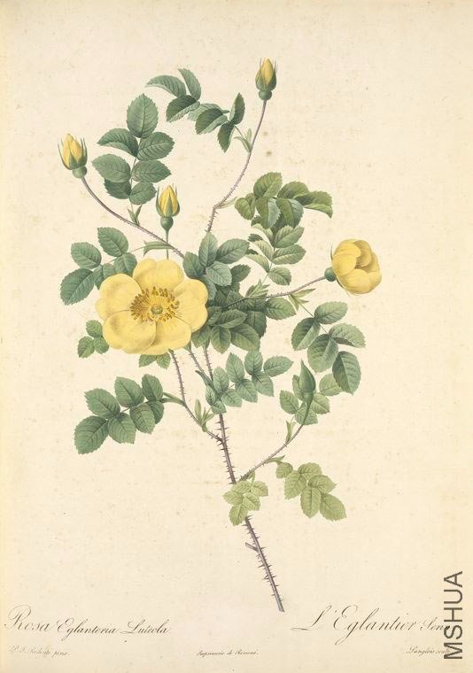 125 Rosa Eglanteria Luteola.jpg