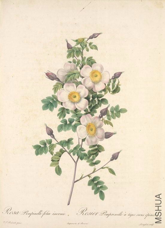 127 Rosa Pimpinellifolia Inermis.jpg