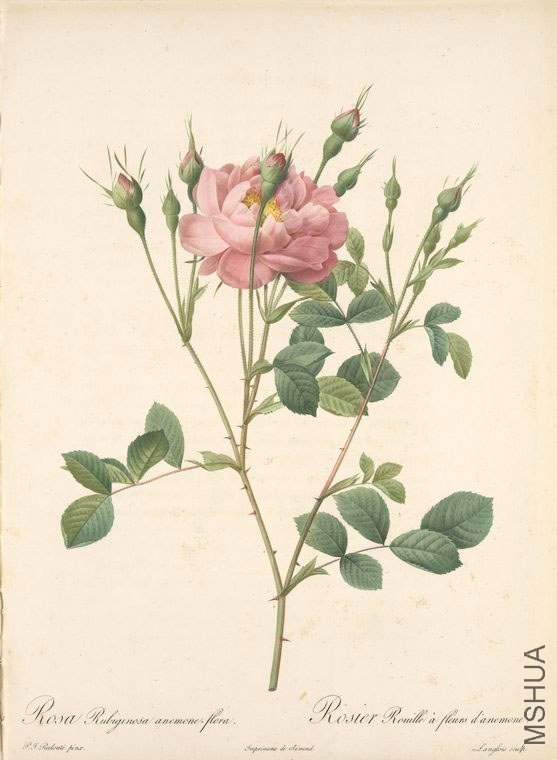 128 Rosa Rubiginosa Anemone-Flora.jpg