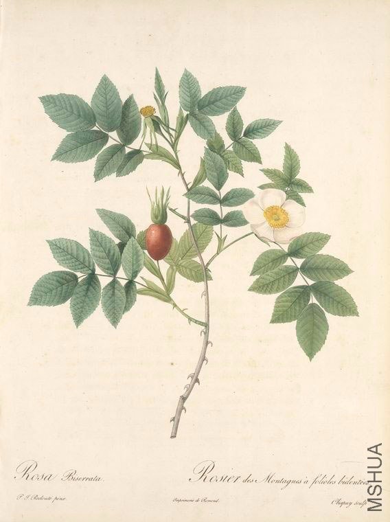 129 Rosa Biserrata.jpg