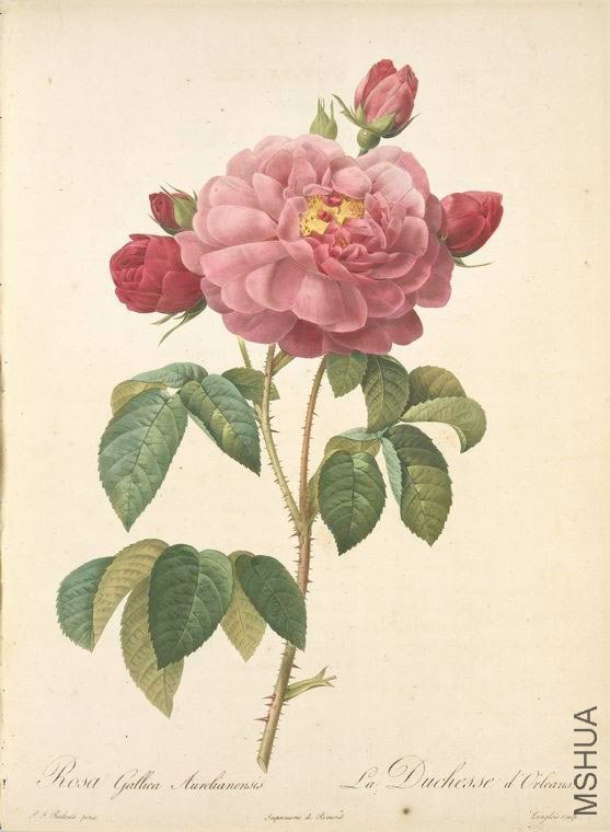 130 Rosa Gallica Aurelianensis.jpg
