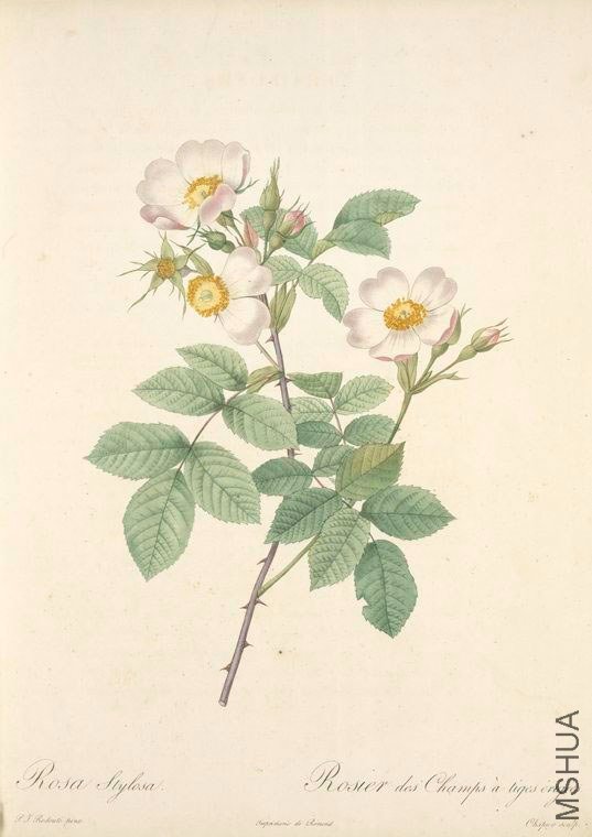 131 Rosa Stylosa.jpg