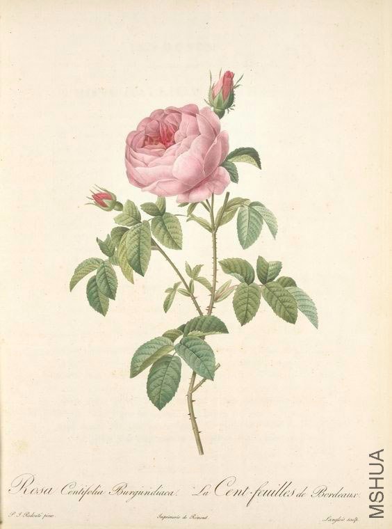132 Rosa Centifolia Burgundiaca.jpg