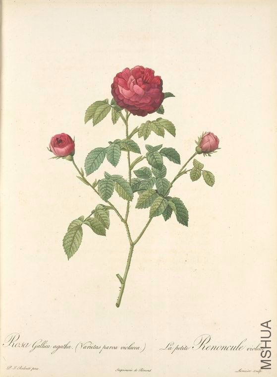 133 Rosa Gallica Agatha (Var. Parva Violacea).jpg