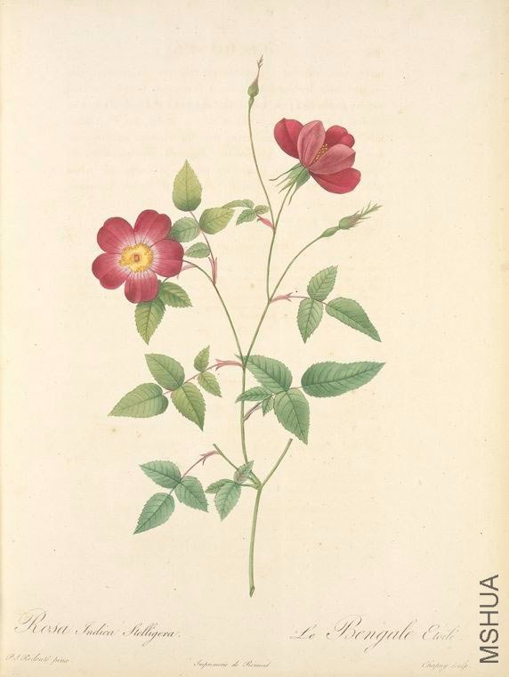 136 Rosa Indica Stelligera.jpg