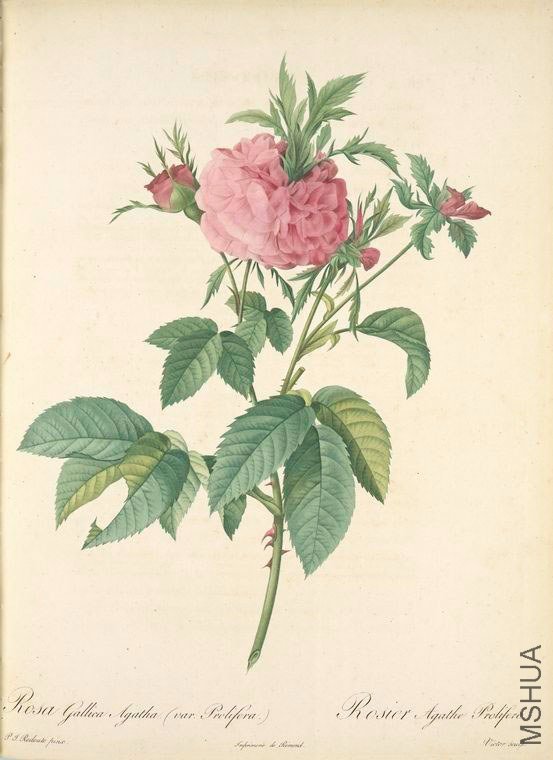 139 Rosa Gallica Agatha (Var. Prolifera).jpg