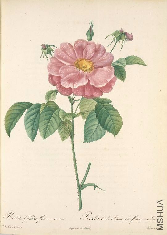 140 Rosa Gallica Flore Marmoreo.jpg