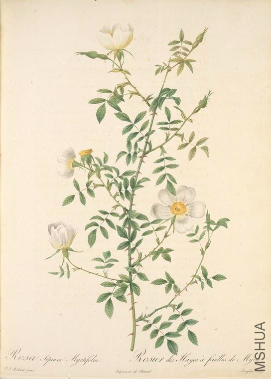 141 Rosa Sepium Myrti Folia.jpg