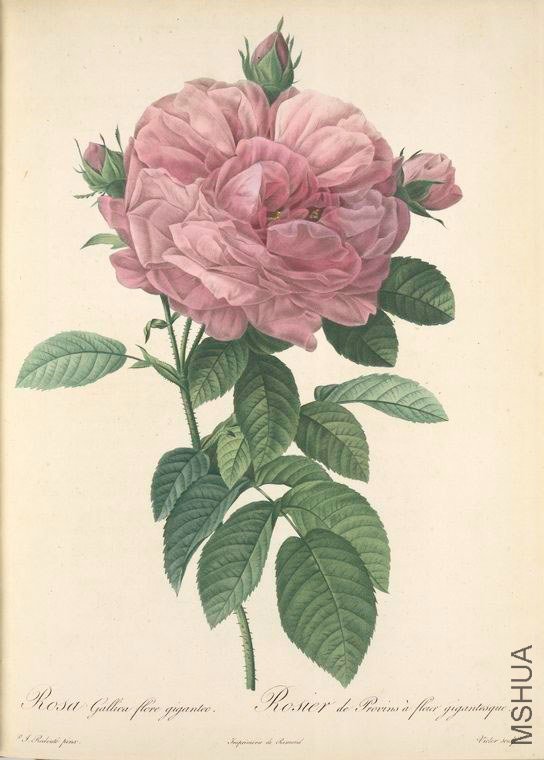142 Rosa Gallica Flore giganteo.jpg