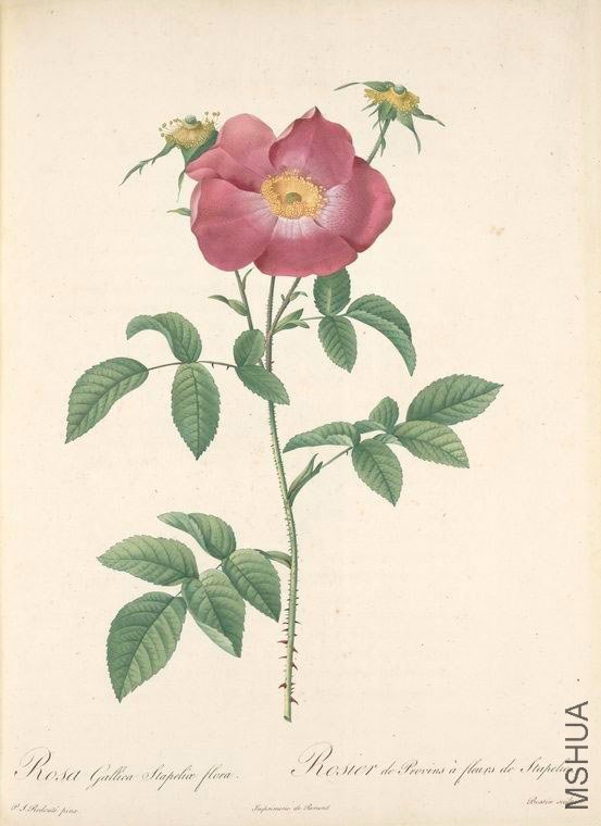 143 Rosa Gallica Stapeliae Flora.jpg