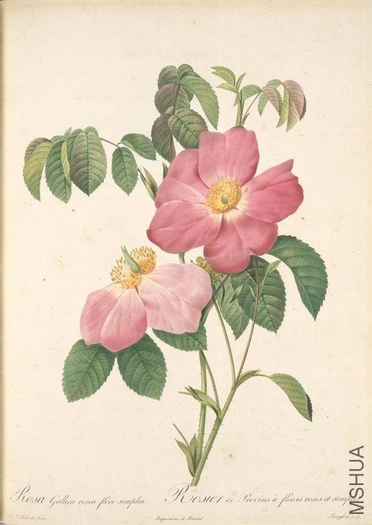 144 Rosa Gallica Rosea Flore Simplici.jpg